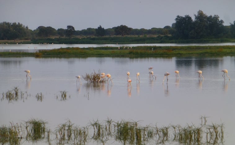 Imagen principal - Flamencos en el Parque Nacional de Doñana