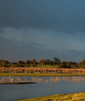Imagen secundaria 2 - Flamencos en el Parque Nacional de Doñana