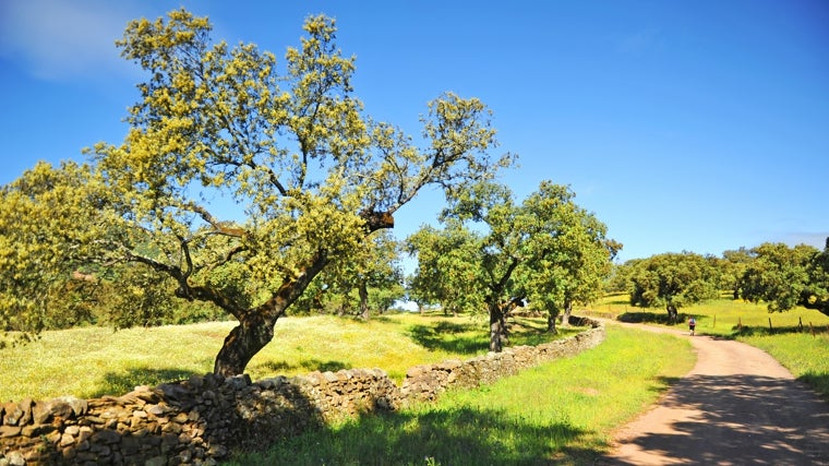 El pueblo de Huelva que está rodeado de bosques y es conocido por sus increíbles castañas y sus interminables rutas: un destino oculto en plena Sierra de Aracena