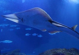 Declaran la costa de Huelva refugio internacional para el pez guitarra gigante