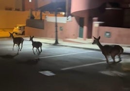Una manada de ciervos se pasea libremente por las calles de Matalascañas: «¡Están en su territorio!»