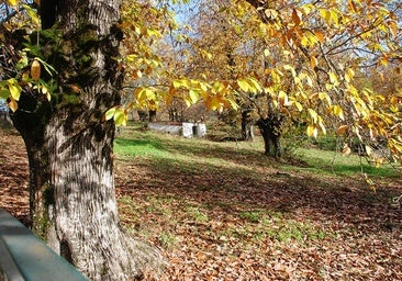Una ruta por pueblos únicos de Huelva para disfrutar del castañar en otoño