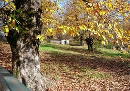 Una ruta por pueblos únicos de Huelva para disfrutar del castañar en otoño