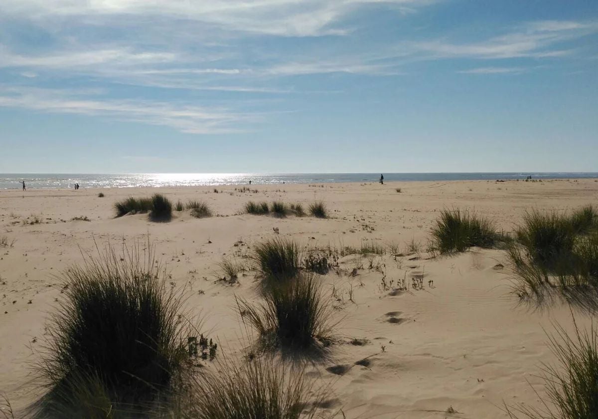 Dunas de arena de la playa de La Bota, en Punta Umbría