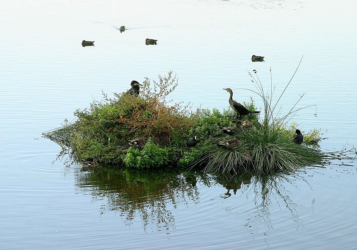 Aves en la Laguna Primera de Palos