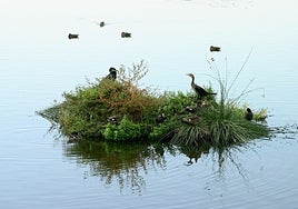 Fundación Moeve impulsa una alianza local para proteger la Laguna Primera de Palos
