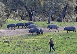 Dehesa Ruta del Jabugo