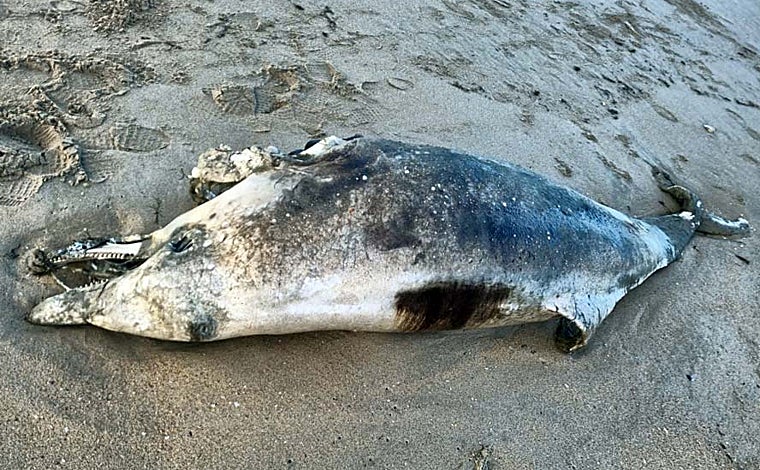 Un delfín aparece varado sin vida en la playa de los Enebrales de Punta Umbría