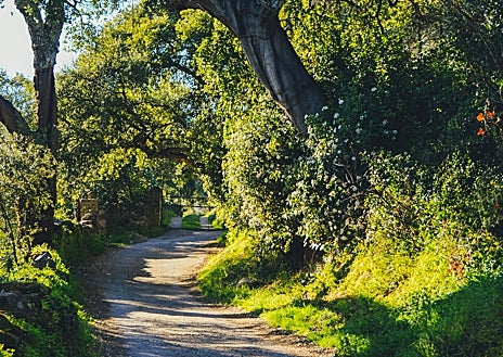 Imagen secundaria 1 - Senderismo por la Sierra de Huelva
