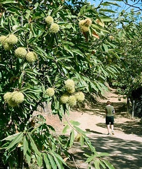 Imagen secundaria 2 - Llega la Feria de la Castaña que se celebra en una iglesia inacabada, a los pies de los riscos más altos de Huelva