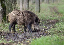 Los expertos afirman que el jabalí es el mayor depredador de estas dos especies de ave que habitan en el Parque de Doñana