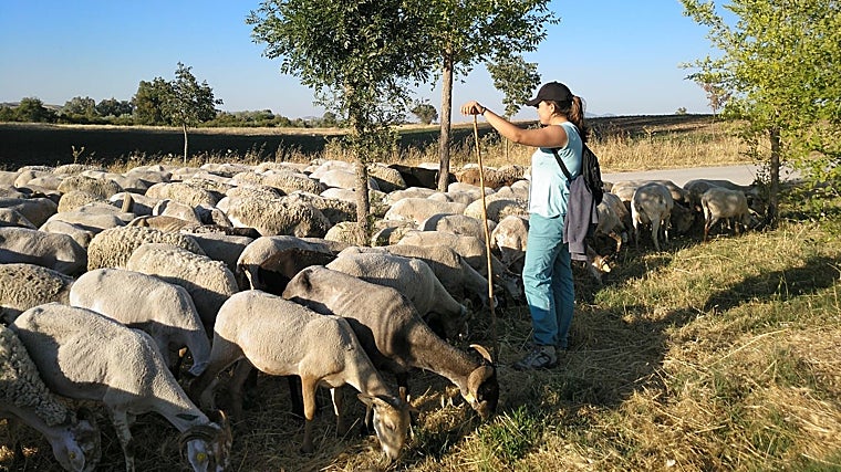 La Sierra de Huelva se caracteriza por la simbiosis entre animales y territorio