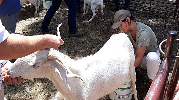 Los alumnos asisten a lecciones de manejo del ganado, gestión empresarial, gestión medioambiental y bienestar animal