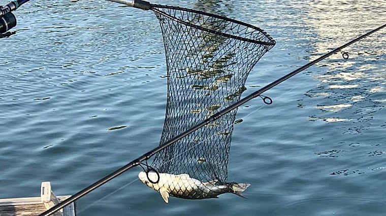 Ejemplar pescado de manera recreativa