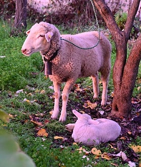 Imagen secundaria 2 - Imágenes del Belén Viviente de Higuera de la Sierra, instalado en los jardines de El Charcón