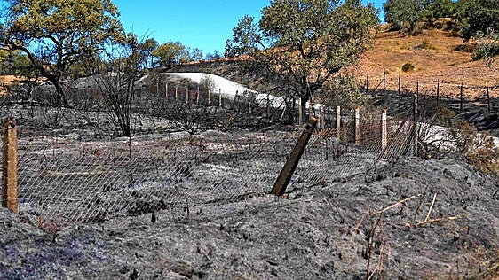 Asaja reclama declarar zona catastrófica tras el incendio de Huelva: «El balance puede ser devastador»