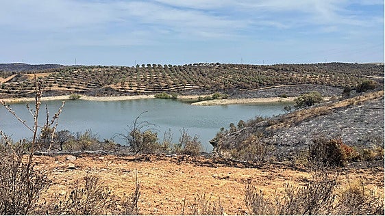 «Se me han quemado 8.000 olivos y no tendremos producción mínimo en cuatro años»: hablan afectados del gran incendio del Andévalo declarado «desastre natural»