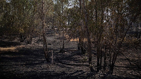 WWF reclama actuar sobre eucaliptales y pinares de cultivo industrial «abandonados» tras el incendio de Niebla: «Son auténticos polvorines»