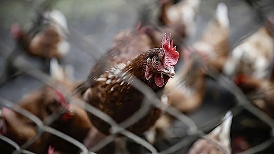 Los gallos del casco urbano ponen en pie de guerra a los vecinos de Sanlúcar de Guadiana