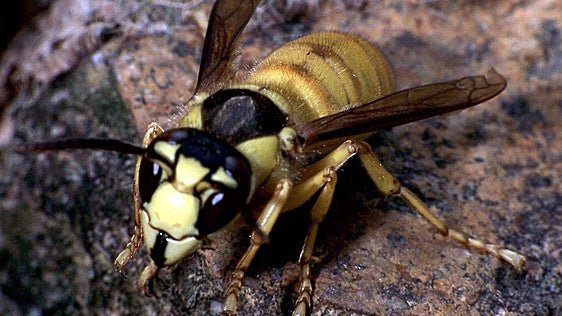 Investigadores de Doñana alertan de una nueva especie de avispón parecido al oriental que ya ha llegado a Andalucía: «Es una amenaza»