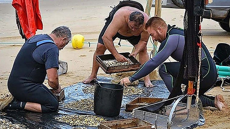 La Junta paraliza el marisqueo de coquinas en todo el golfo de Cádiz para frenar su desaparición