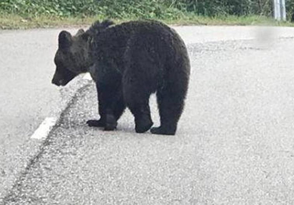 Un oso en una carretera asturiana