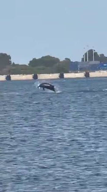 Un delfín caza al vuelo un pez en la ría de Huelva