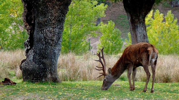 El Monte de El Pardo, un paraíso natural a escasos kilómetro de Madrid