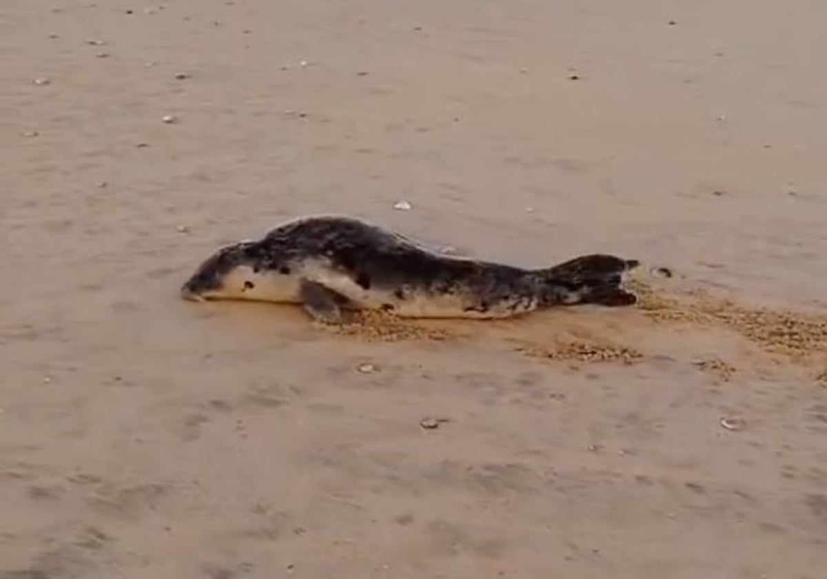 La foca aparecida en Cuesta Maneli