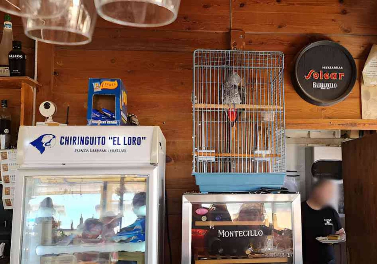 La jaula con el loro en el que ha sido su lugar de veraneo durante años