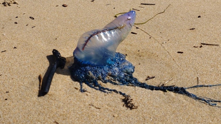 La conocida como «carabela portuguesa» (Physalia physal) ha arribado de nuevo a las playas de Mazagón