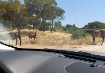 El runrún: El relincho que nadie oyó
