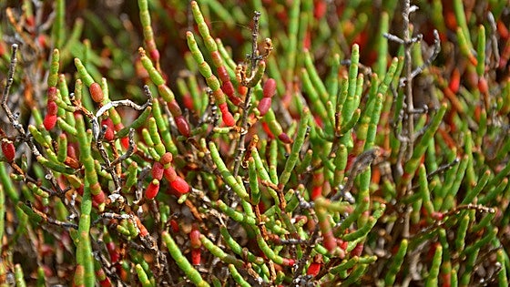 El alimento que recomiendan los neurólogos para prevenir el ictus: reduce el colesterol y es rico en antioxidantes