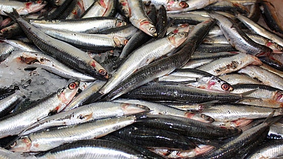 Una nutricionista explica el motivo por el que no se debe comer pescado azul más de dos veces en semana