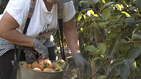 Este es el motivo por el que no debes comer el caqui recién cogido del árbol: es muy peligroso