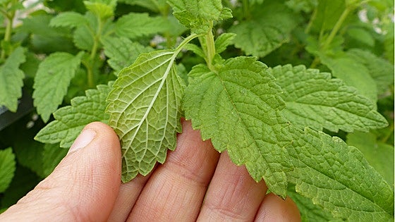 La planta que recomiendan los herbolarios para aliviar la depresión invernal y calmar la ansiedad