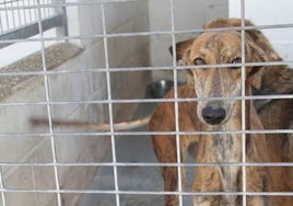 Los habitáculos del Centro Provincial de Animales de Huelva están al límite de su capacidad