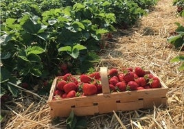 Luto en el campo onubense por el fallecimiento de Ramón Aguilar, pionero de la fresa en Huelva