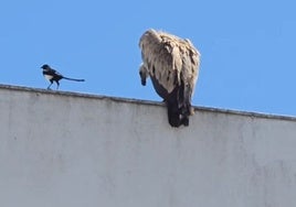 Un gran ejemplar de buitre aparece sobre un edificio en Lepe: «Alguien habrá muerto por ahí»