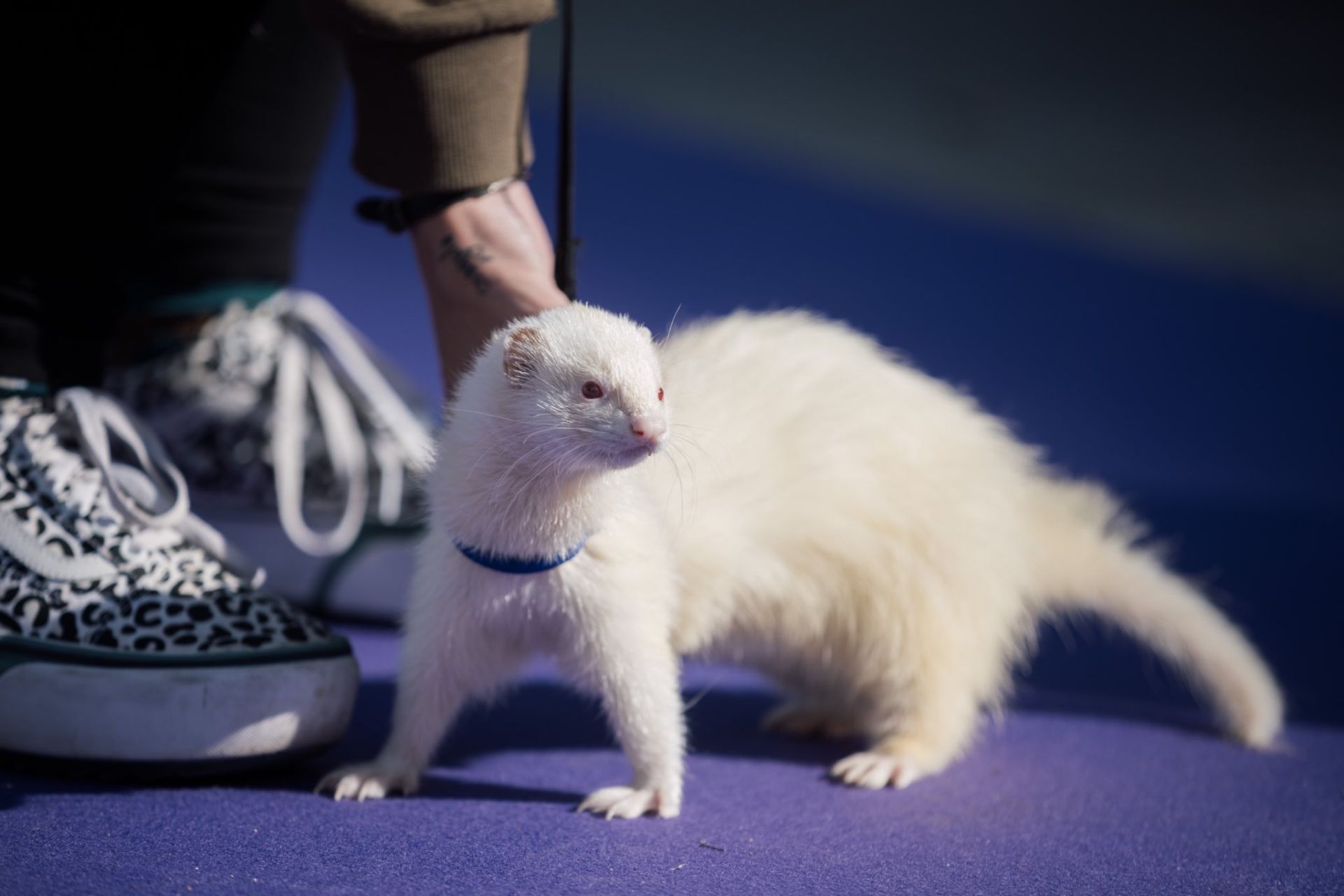 Estas son las mejores mascotas de Huelva