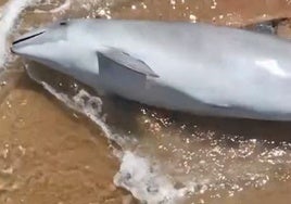 Un pescador encuentra a un delfín muerto en Huelva: «¿Alguien sabe de qué especie se trata?»