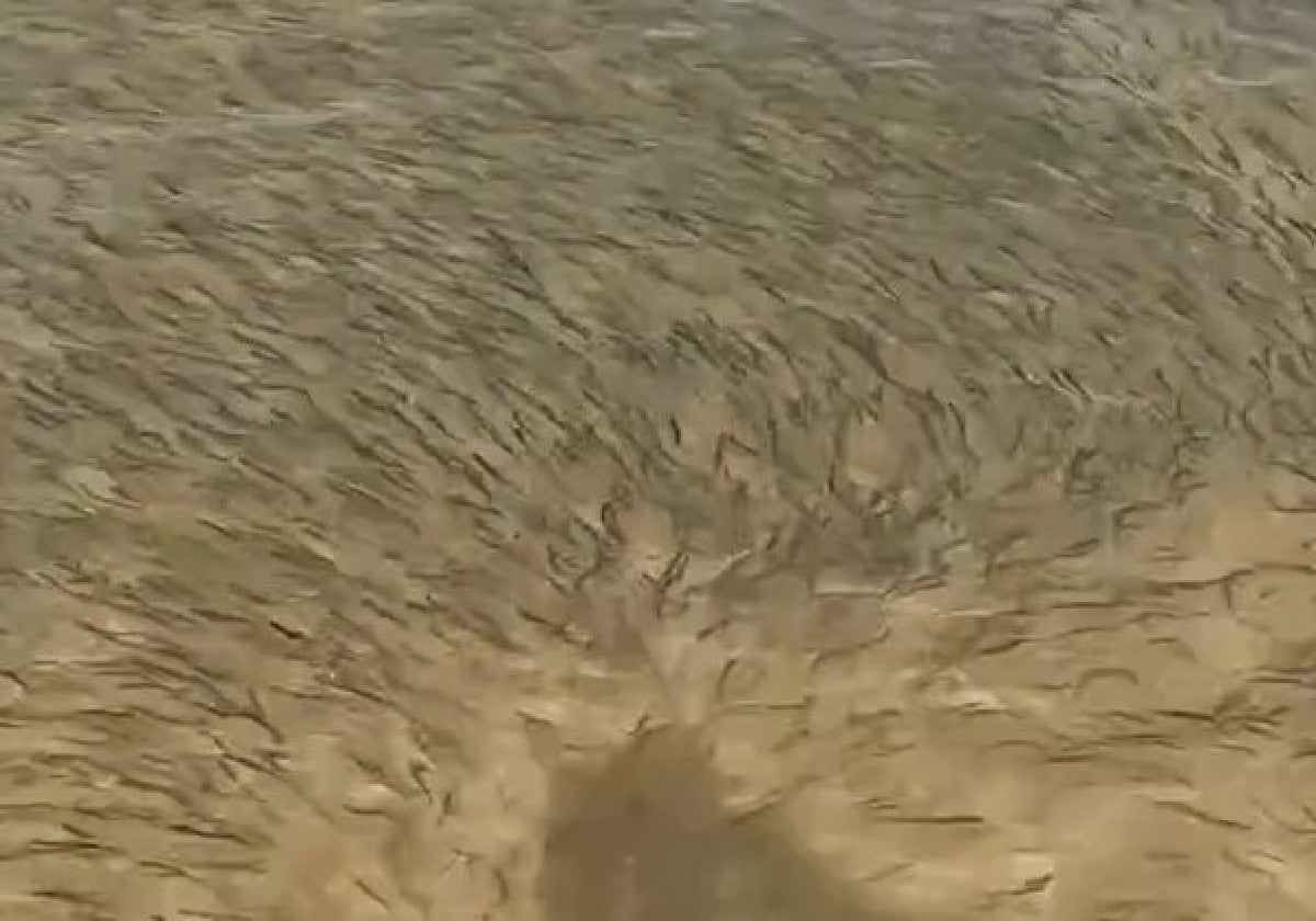Los boquerones invaden la playa de Matalascañas