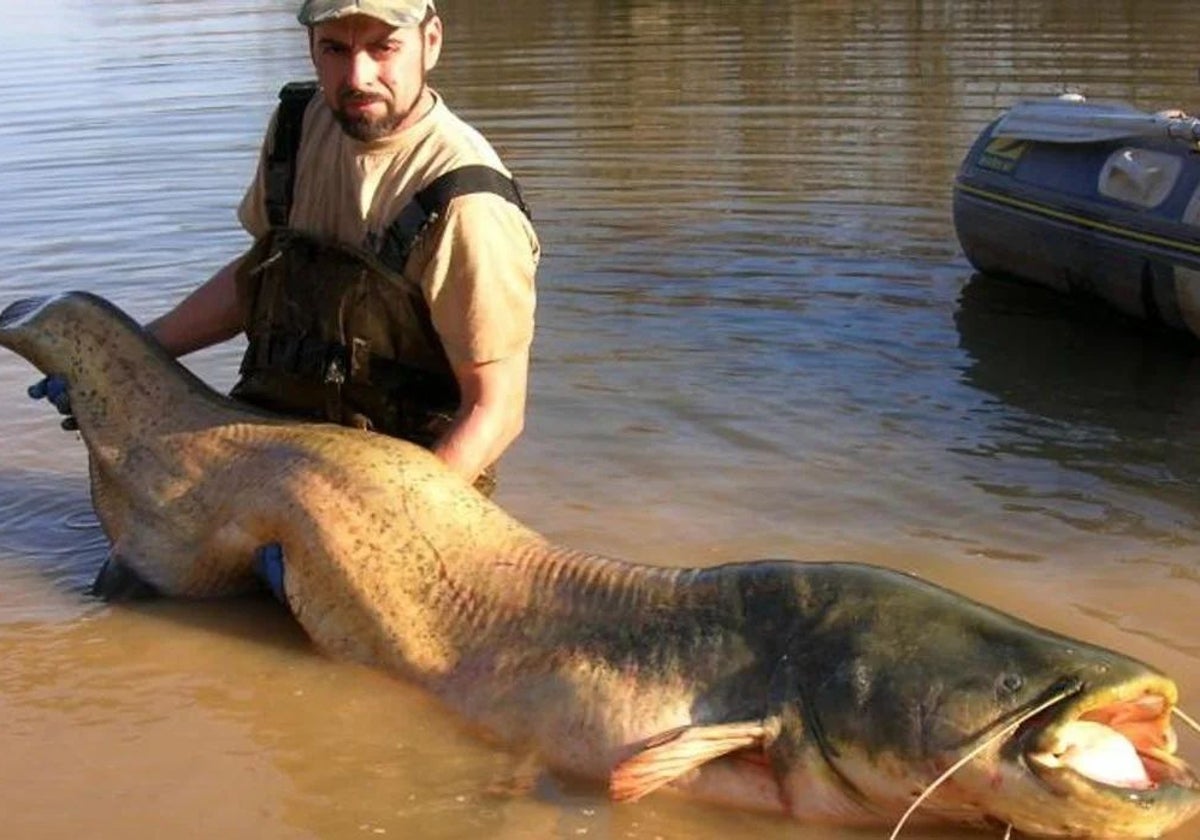 Imagen de archivo de un pescador con un ejemplar de siluro