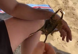 Estaba en la playa de Mazagón y se encontró un huevo de tiburón en la orilla: «¿Alguien sabe qué es?»