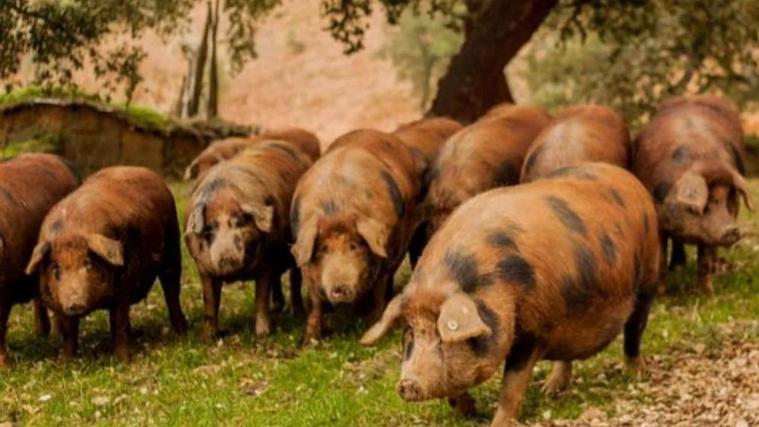 Ejemplares del cerdo ibérico puro de bellota conocido como manchado