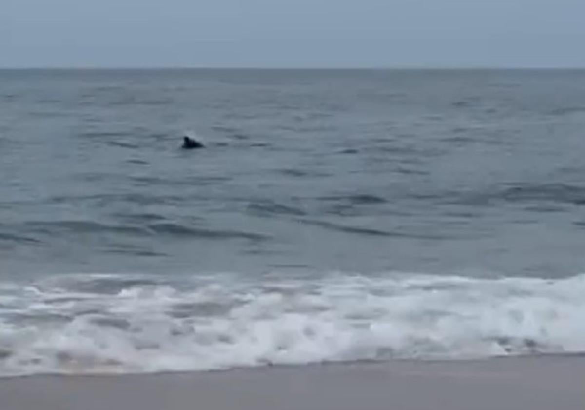 Un pescador alerta de un grupo de delfines cazando en la playa de Matalascañas