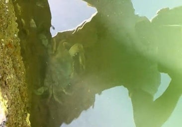 Un pescador alerta de esta plaga que sigue afectando a Huelva: «Es una pasada»