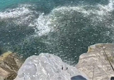 Un pescador va al Espigón de Huelva y alerta de una invasión: «¡Se salen del agua!»