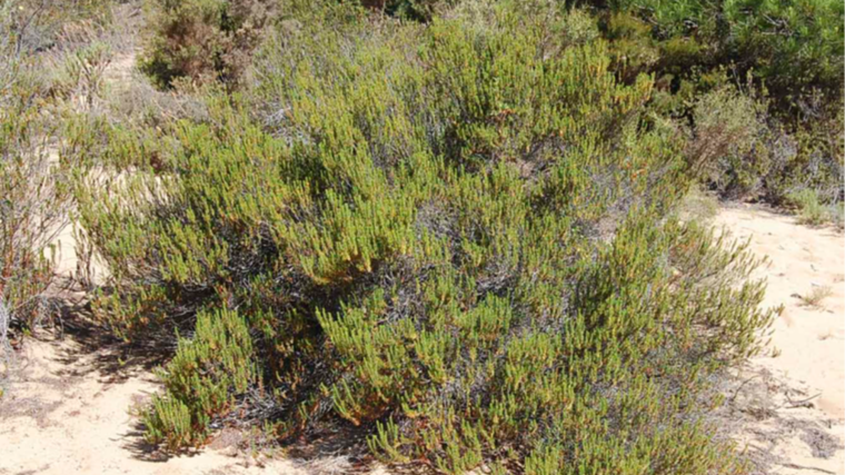 La camarina es un arbusto singular que crece en los campos de Mazagón
