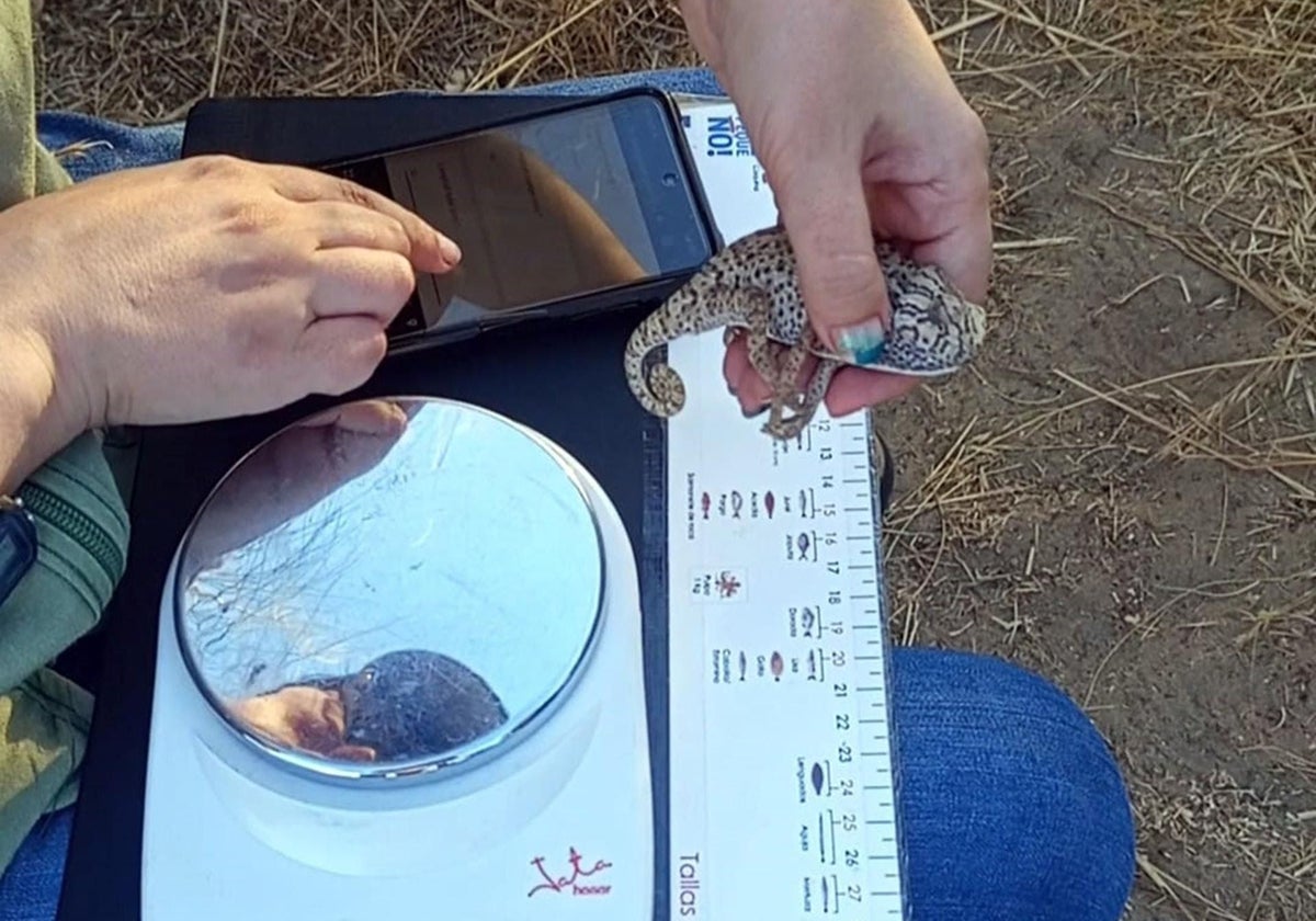 Un voluntario analiza un ejemplar